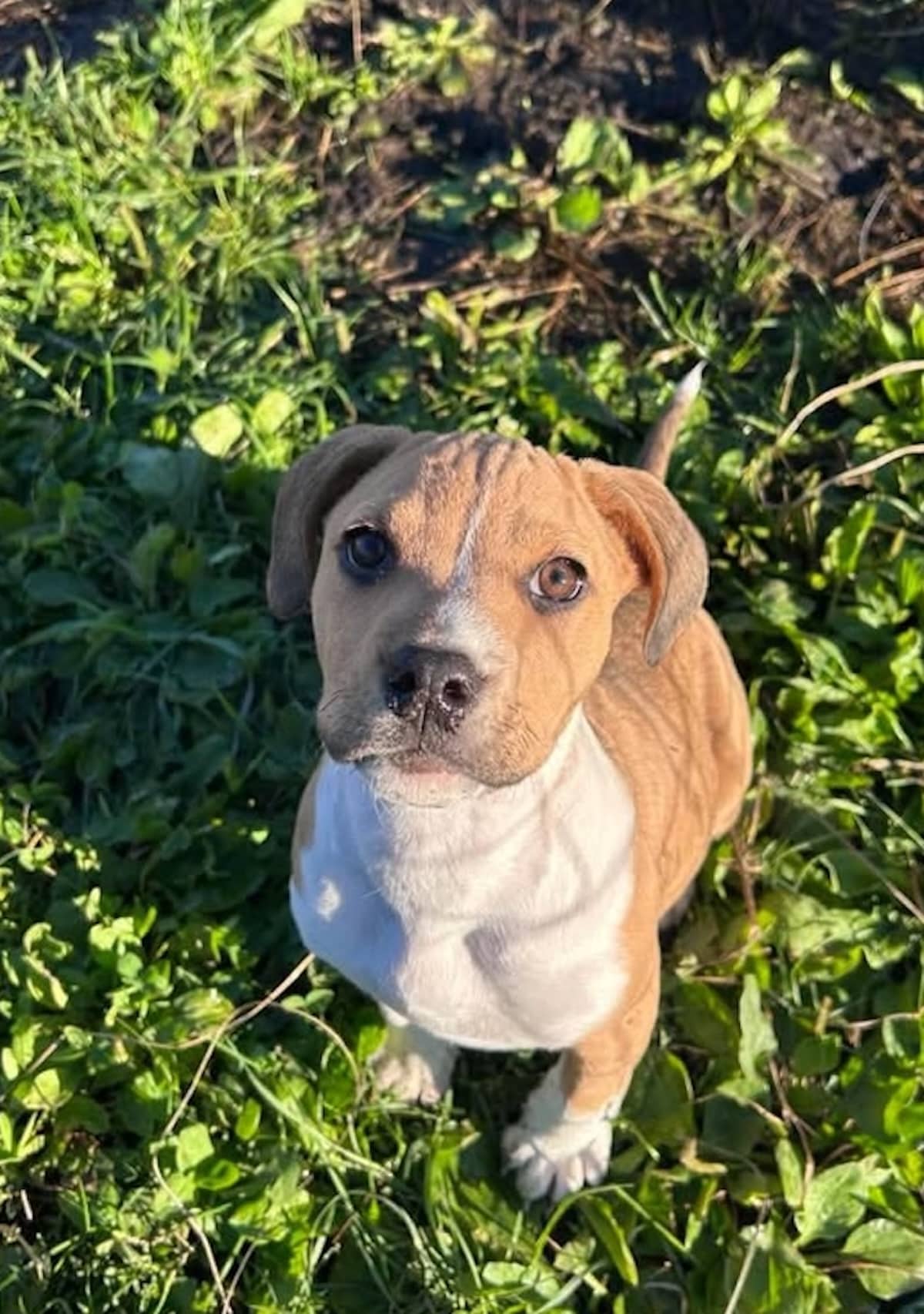 Doc - Terrier Mix available for adoption