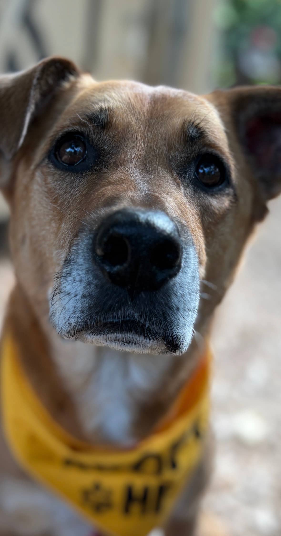 Ruby - Terrier Mix available for adoption