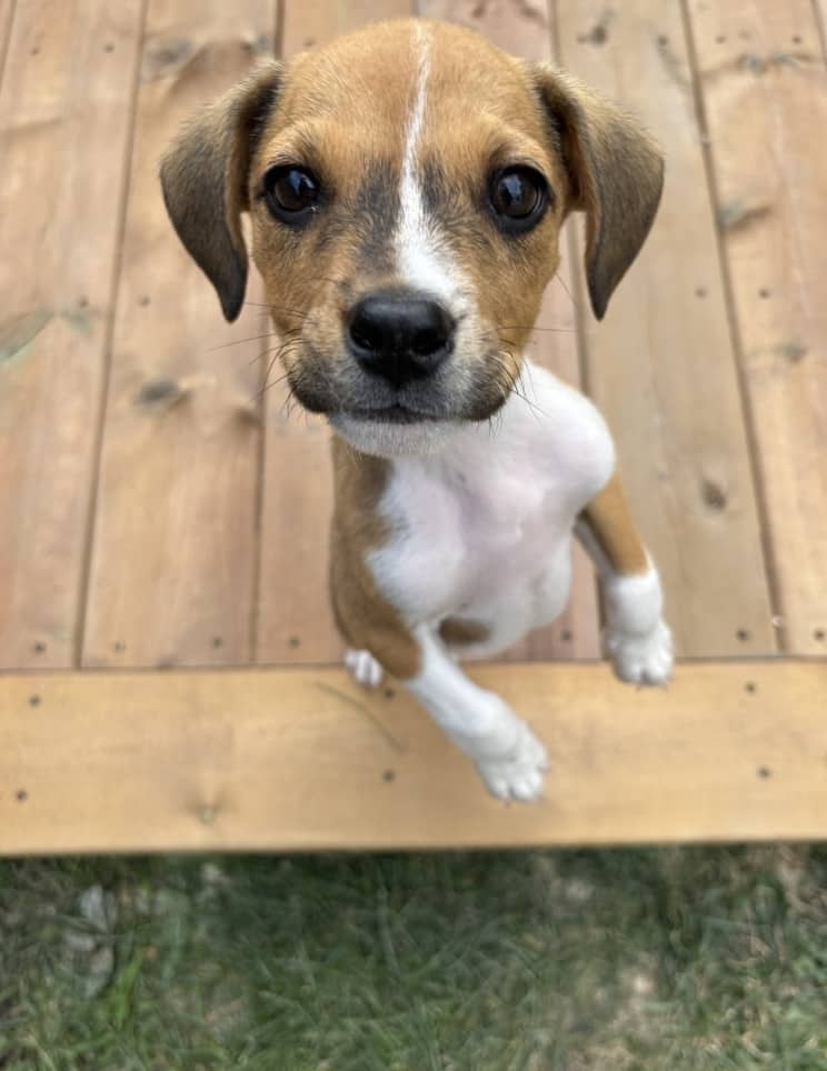 Doc - Terrier Mix available for adoption in Manitoba
