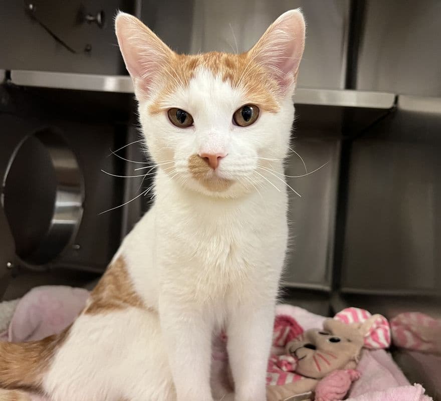 Mia - Domestic Short Hair cat available for adoption at Edmonton Humane Society in Calgary