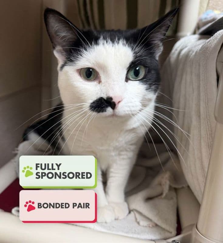 Lucy - Domestic Short Hair cat available for adoption in Calgary