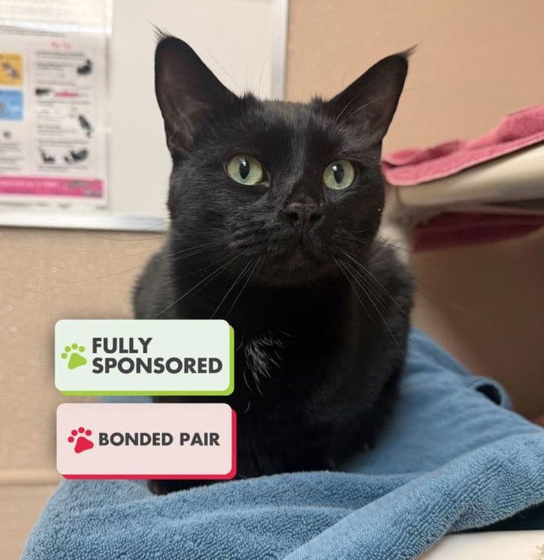 Felix - Domestic Short Hair cat available for adoption in Calgary