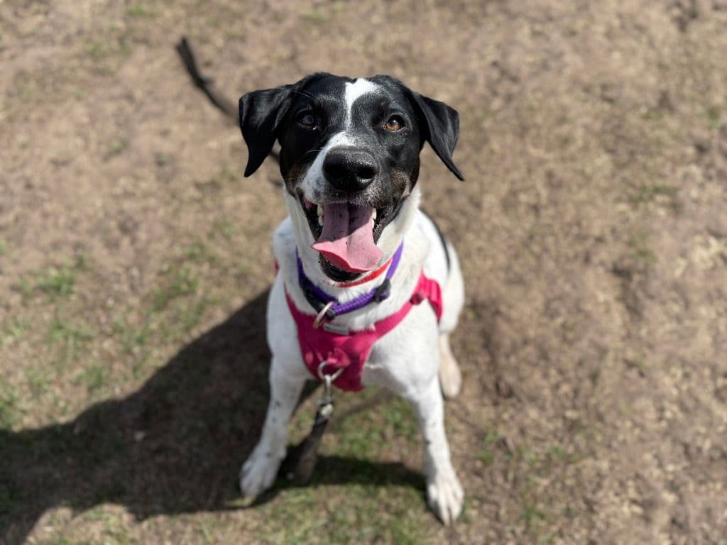 Luna - German Shorthaired Pointer - Australian Cattle Dog available for adoption at Edmonton Humane Society in Calgary