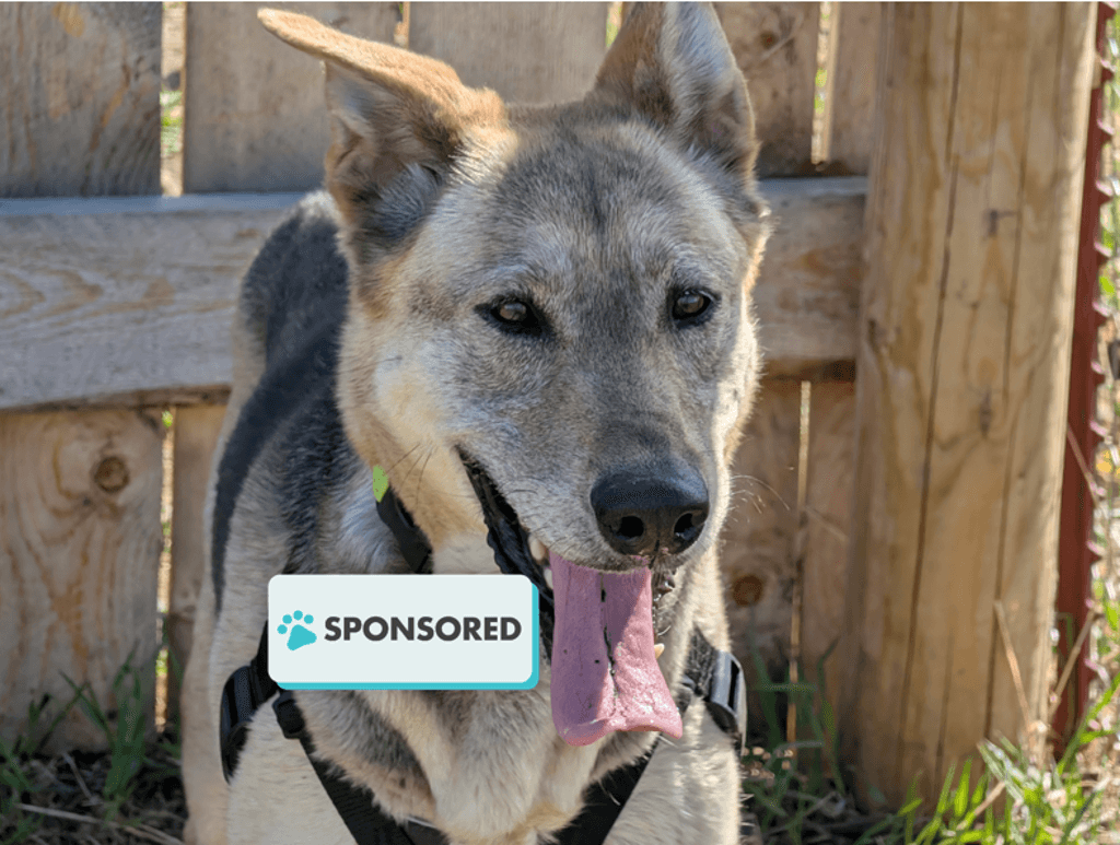 Aira - Shepherd available for adoption in Calgary