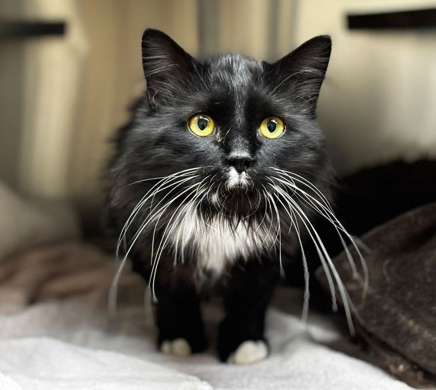 Cashew - Domestic Long Hair cat available for adoption in Calgary