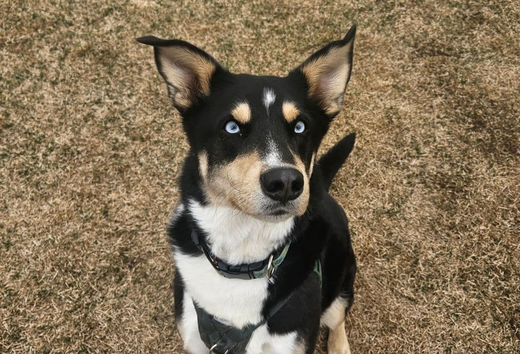 Ebi - Shepherd - Siberian Husky available for adoption at Edmonton Humane Society in Calgary