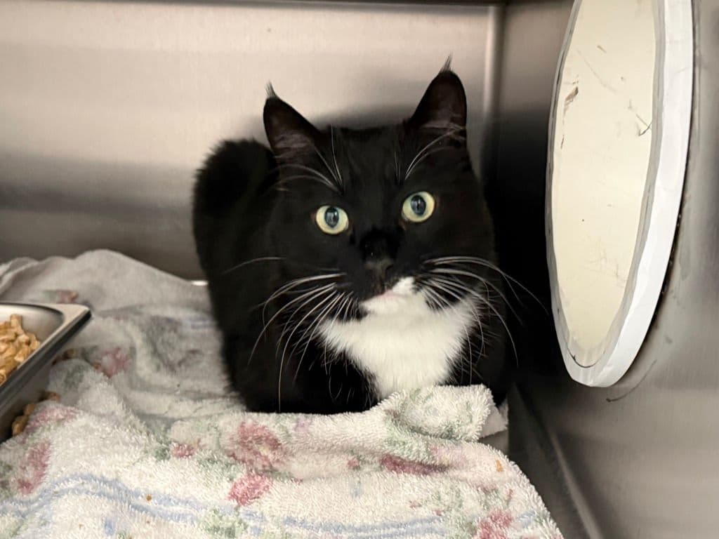 Max - Domestic Short Hair cat available for adoption in Calgary