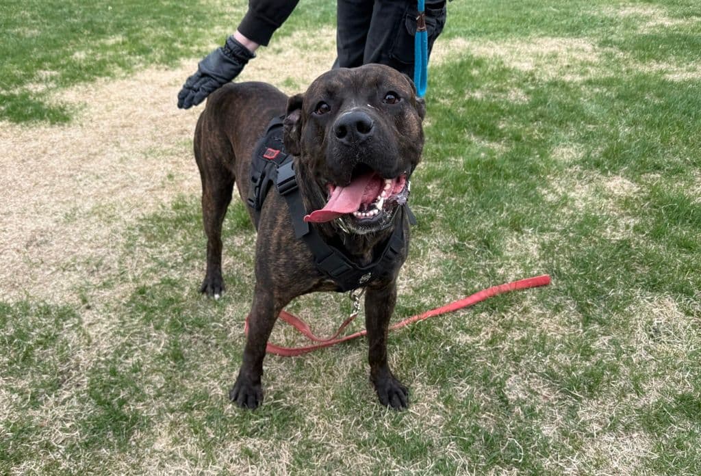 Sullivan - Bullmastiff available for adoption at Edmonton Humane Society in Calgary