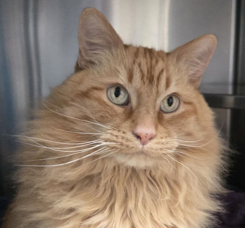 Ginger - Domestic Long Hair cat available for adoption at Edmonton Humane Society in Calgary