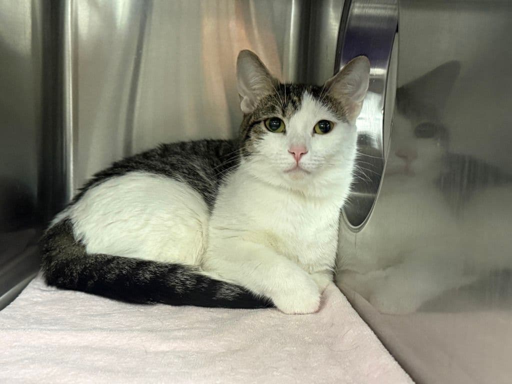 Mimosa - Domestic Short Hair cat available for adoption in Calgary