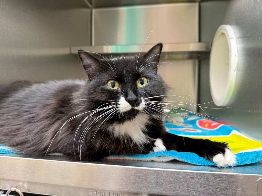 Ruby - Domestic Long Hair cat available for adoption in Calgary