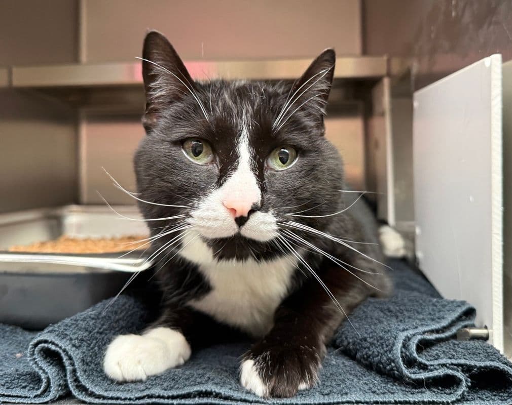 Chester - Domestic Short Hair cat available for adoption in Calgary