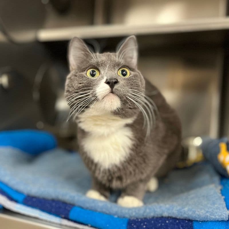 Binx - Domestic Short Hair cat available for adoption in Calgary