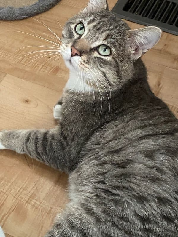 Pi - Domestic Short Hair cat available for adoption in Calgary