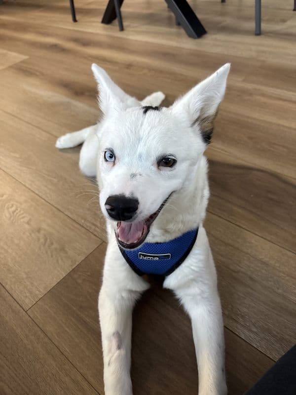 Zora - Australian Cattle Dog available for adoption in Calgary