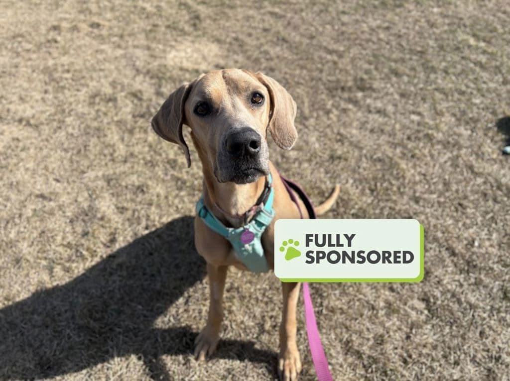 Essie - Great Dane available for adoption at Edmonton Humane Society in Calgary