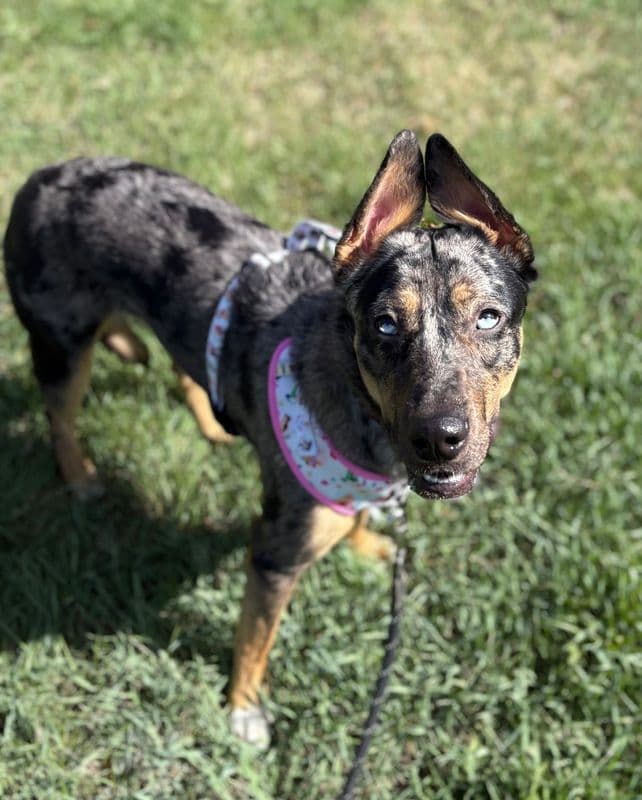 Malbec - Australian Cattle Dog - Catahoula Leopard Dog available for adoption at Edmonton Humane Society in Calgary