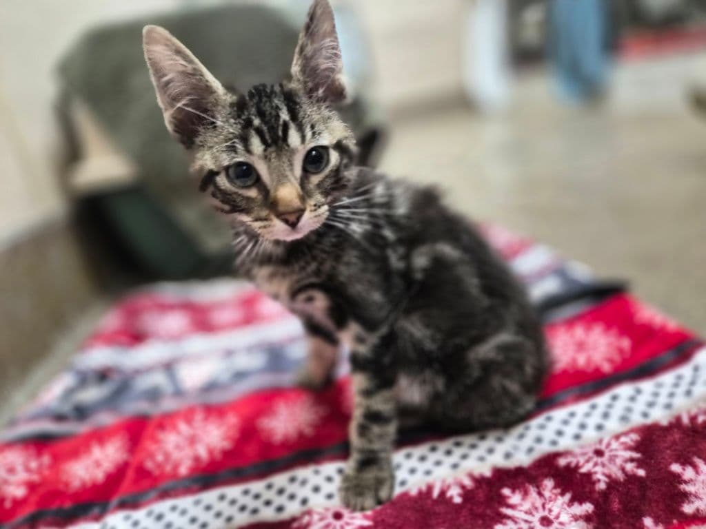 Dopey - Domestic Short Hair cat available for adoption at Edmonton Humane Society in Calgary
