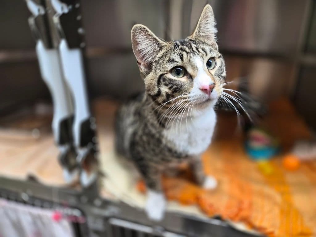 Charming - Domestic Short Hair cat available for adoption at Edmonton Humane Society in Calgary