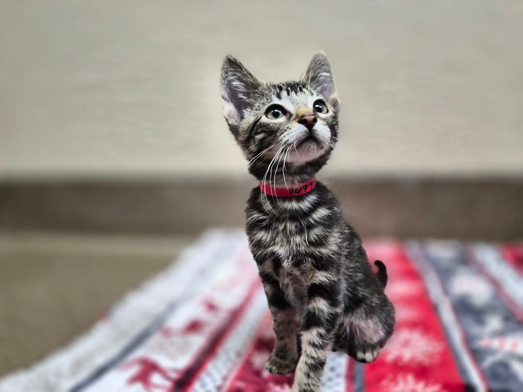 Sleepy - Domestic Short Hair cat available for adoption at Edmonton Humane Society in Calgary