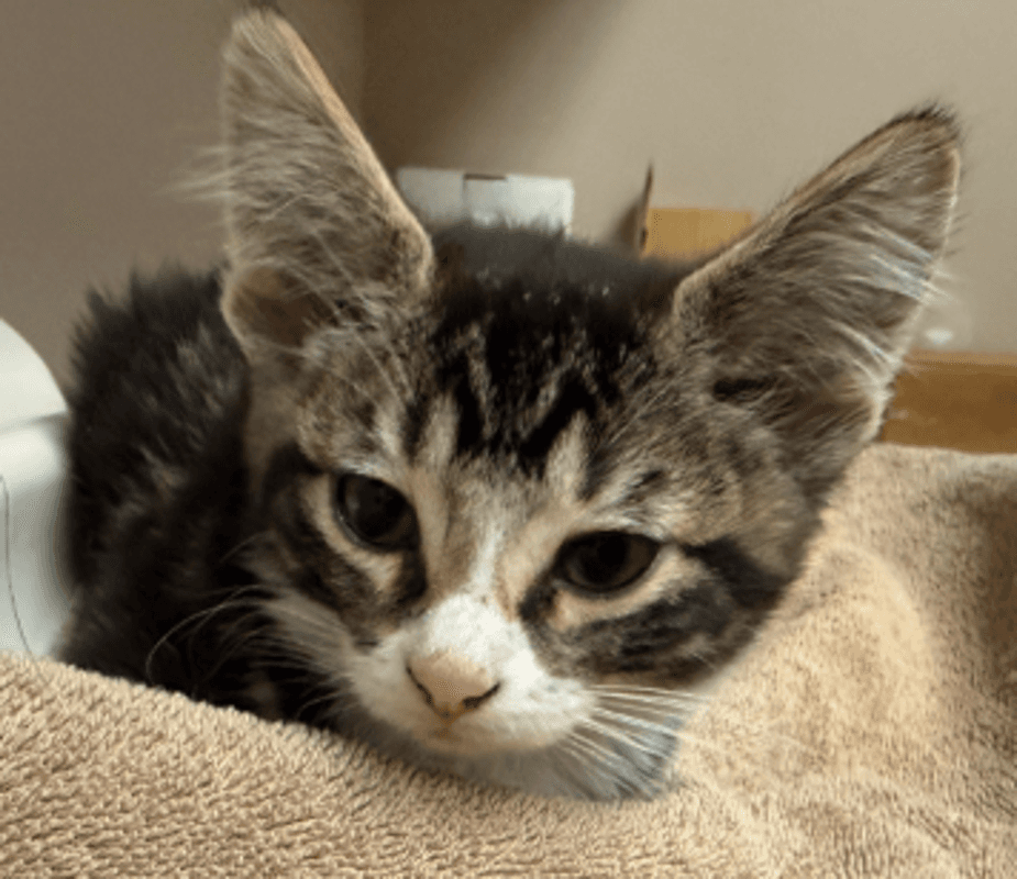 Sneezy - Domestic Short Hair cat available for adoption at Edmonton Humane Society in Calgary