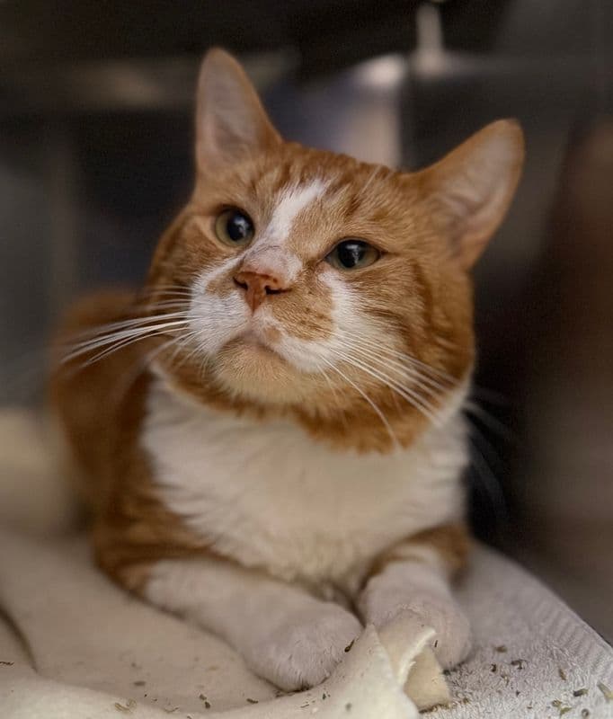 Manchego - Domestic Short Hair cat available for adoption at Edmonton Humane Society in Calgary