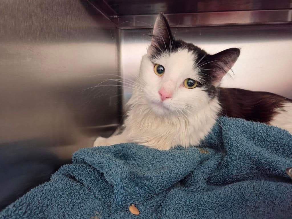 Phillip - Domestic Medium Hair cat available for adoption at Edmonton Humane Society in Calgary