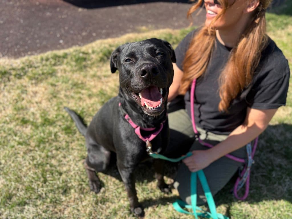 Onyx - American Staffordshire Terrier available for adoption at Edmonton Humane Society in Calgary