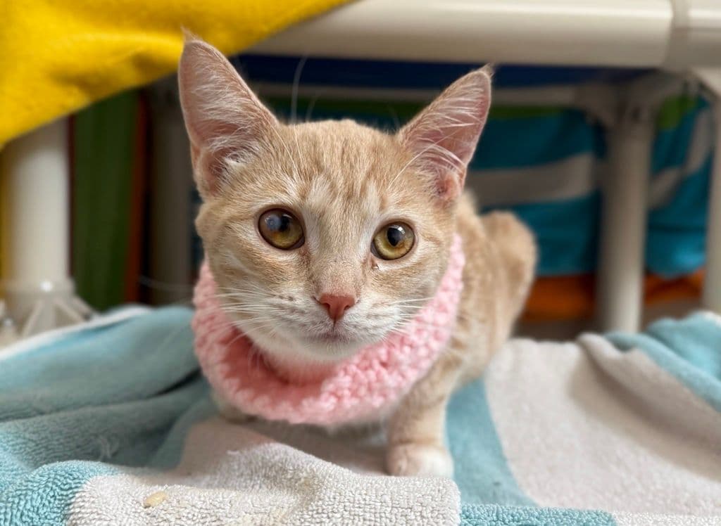 Chorizo - Domestic Short Hair cat available for adoption at Edmonton Humane Society in Calgary