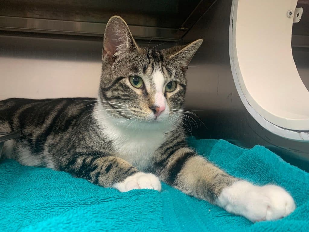 Eric - Domestic Short Hair cat available for adoption at Edmonton Humane Society in Calgary