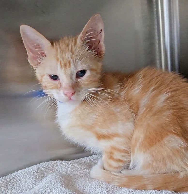 Cyclone - Domestic Short Hair cat available for adoption at Edmonton Humane Society in Calgary