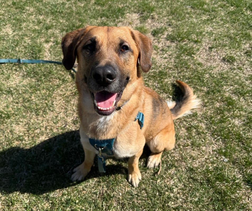 Marty - Shepherd - Hound available for adoption at Edmonton Humane Society in Calgary