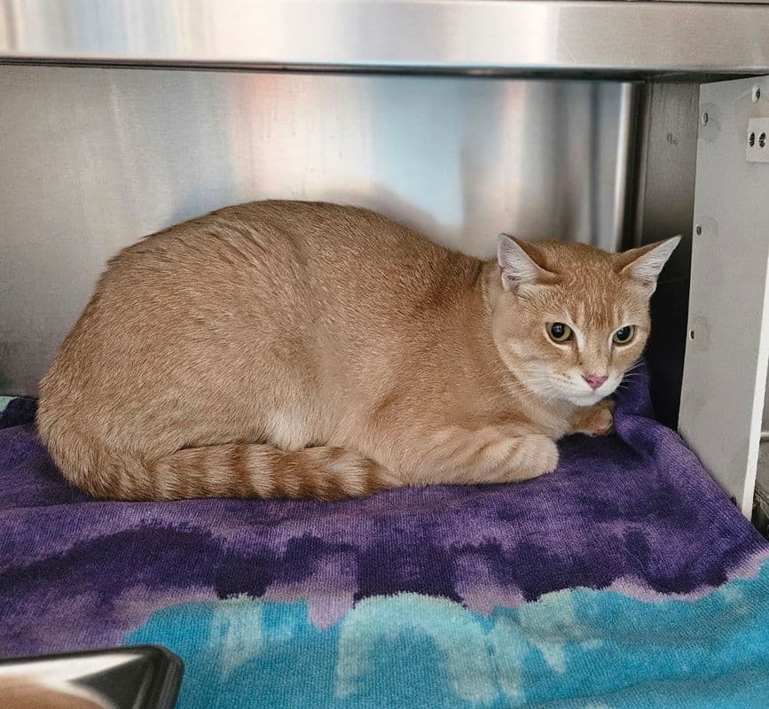 Yahya - Domestic Short Hair cat available for adoption at Edmonton Humane Society in Calgary
