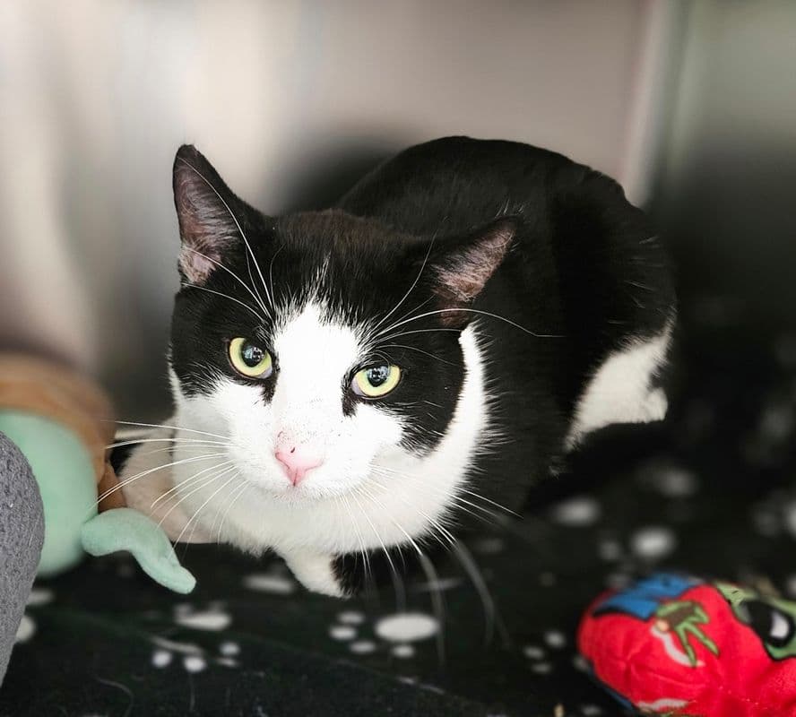 Adam - Domestic Short Hair cat available for adoption at Edmonton Humane Society in Calgary