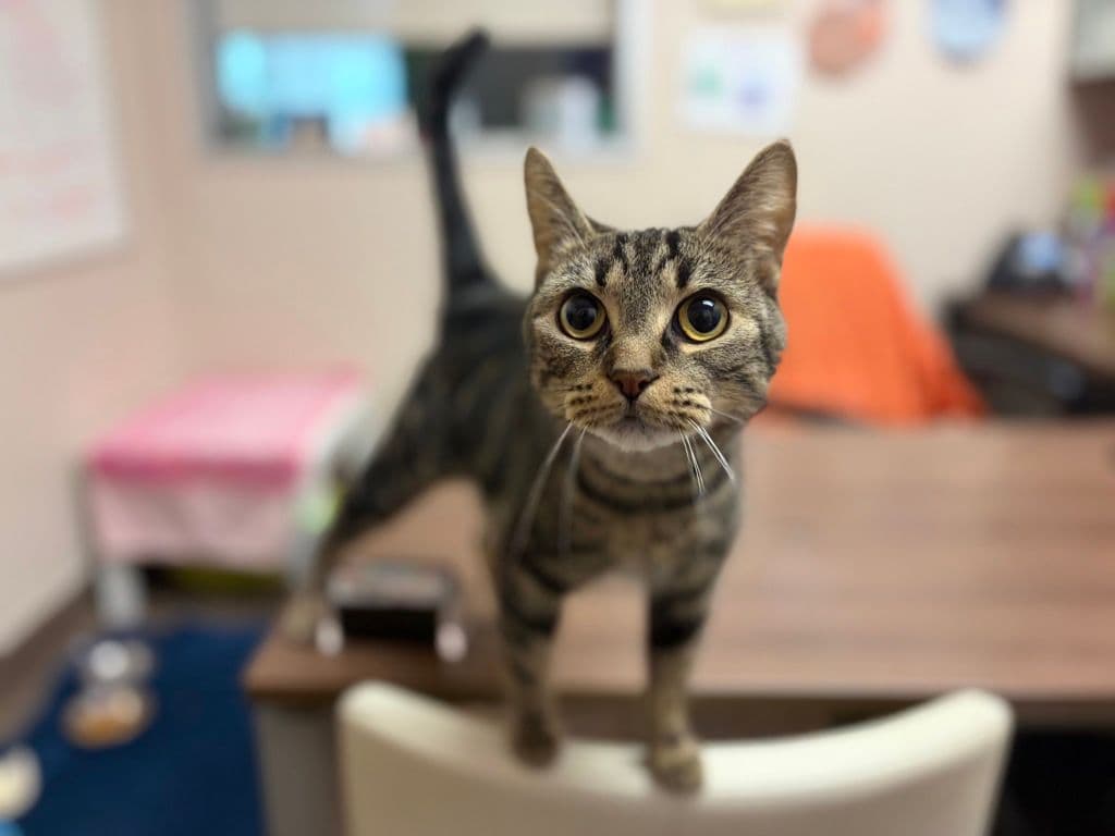 Cattitude: Margarita - Domestic Short Hair cat available for adoption at Edmonton Humane Society in Calgary