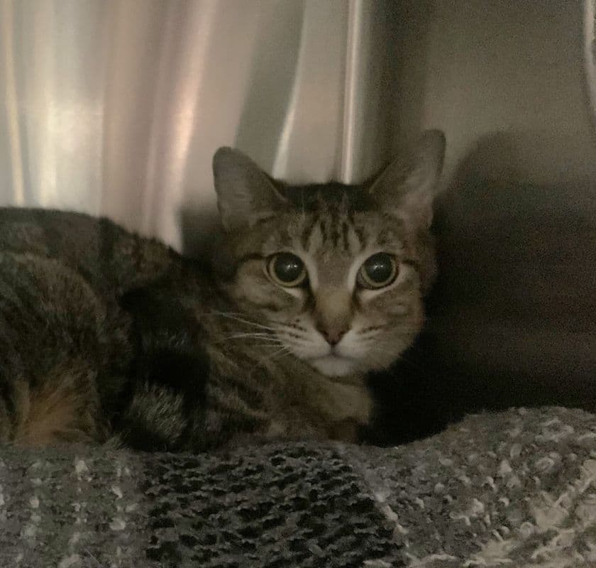 Marigold - Domestic Short Hair cat available for adoption at Edmonton Humane Society in Calgary