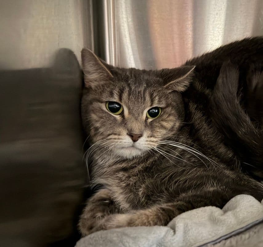 Maya - Domestic Short Hair cat available for adoption at Edmonton Humane Society in Calgary