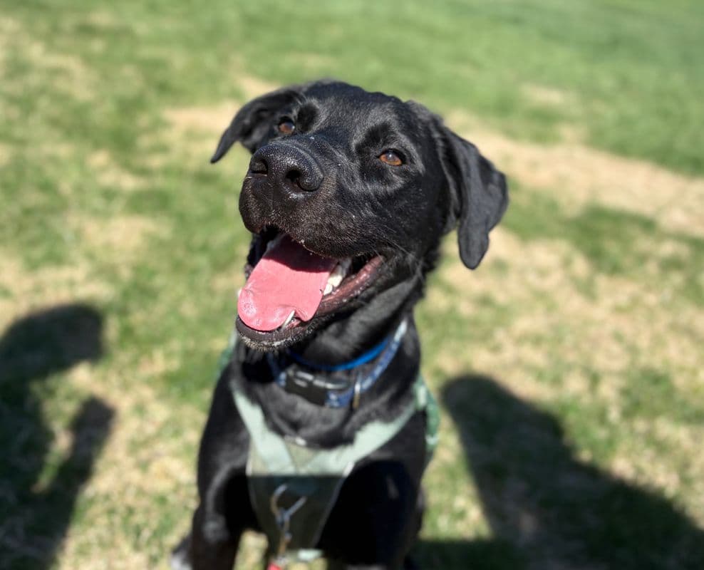 Baloo - Labrador Retriever available for adoption in Alberta
