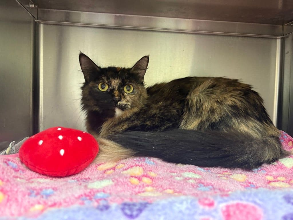 Strawberry - Domestic Medium Hair cat available for adoption at Edmonton Humane Society in Calgary