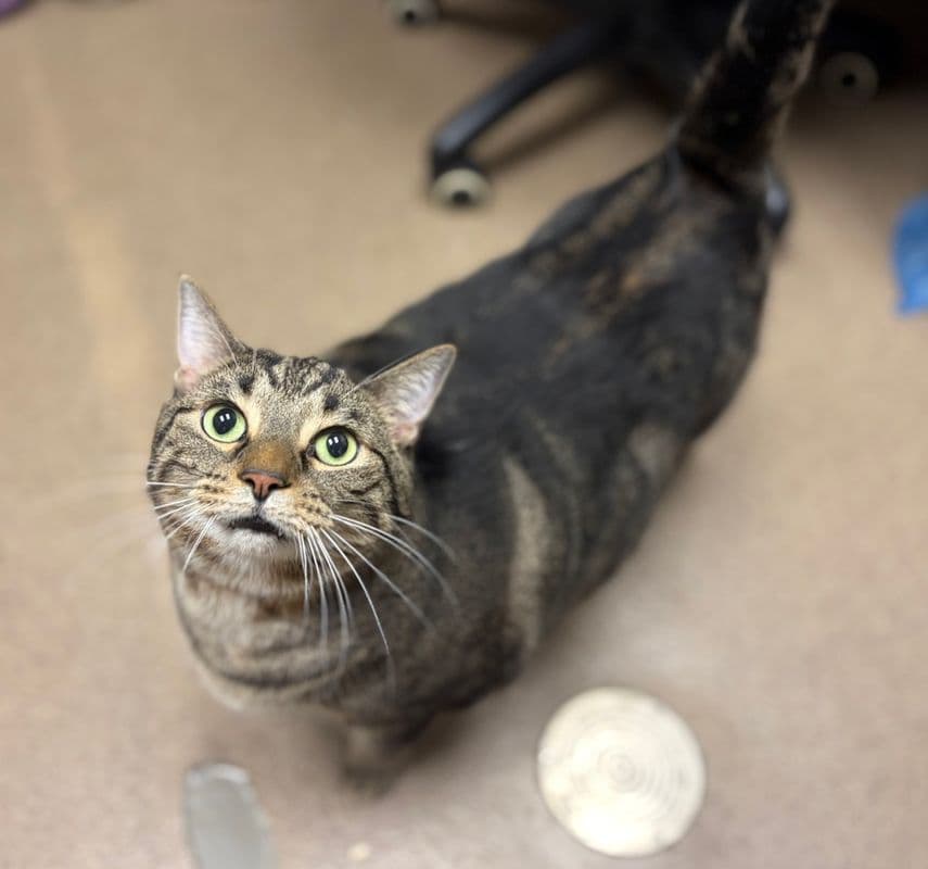 Potato - Domestic Short Hair cat available for adoption at Edmonton Humane Society in Calgary
