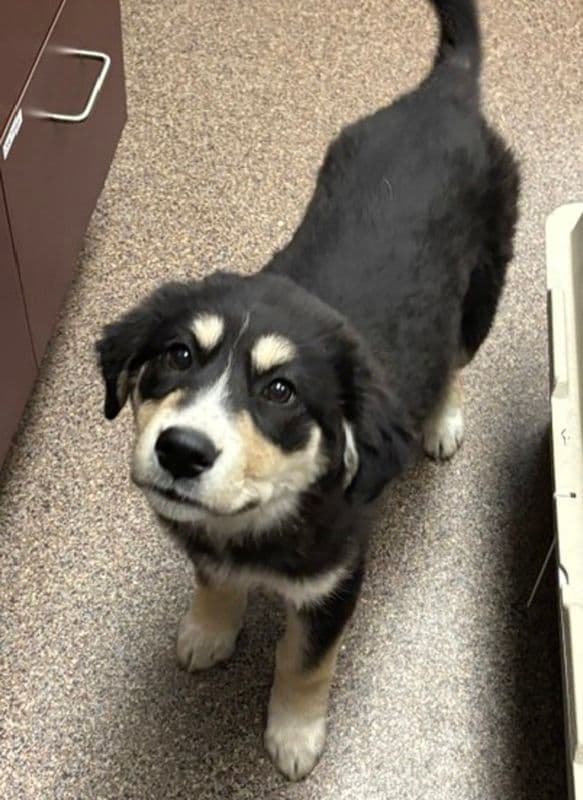 Lotus - Siberian Husky available for adoption at Edmonton Humane Society in Calgary