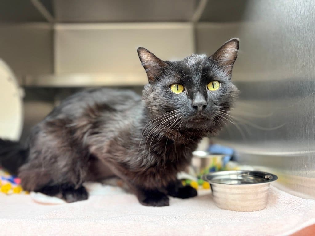 Tony - Domestic Medium Hair cat available for adoption at Edmonton Humane Society in Calgary