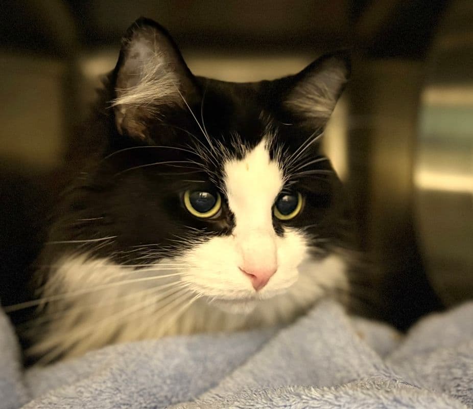 Caesar - Domestic Long Hair cat available for adoption at Edmonton Humane Society in Calgary