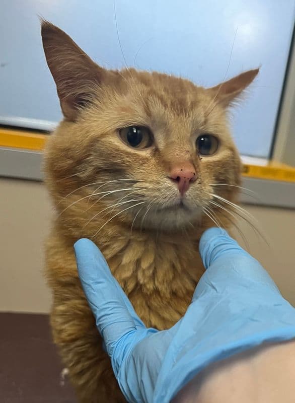 Tigger - Domestic Short Hair cat available for adoption at Edmonton Humane Society in Calgary