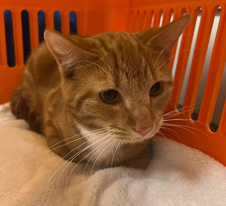 Winnie - Domestic Short Hair cat available for adoption at Edmonton Humane Society in Calgary
