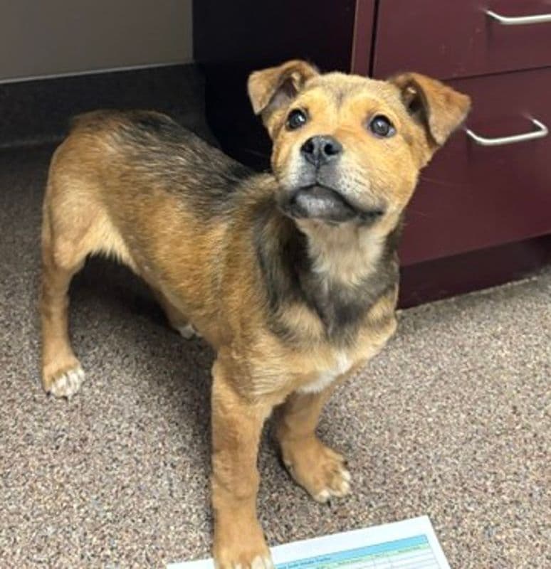 Boggy - Shepherd available for adoption at Edmonton Humane Society in Calgary