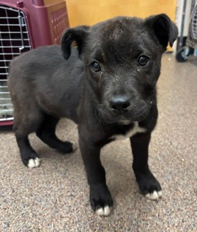 Reed - Shepherd available for adoption at Edmonton Humane Society in Calgary