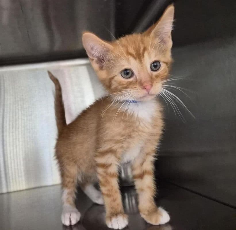 Marmalade - Domestic Short Hair cat available for adoption at Edmonton Humane Society in Calgary