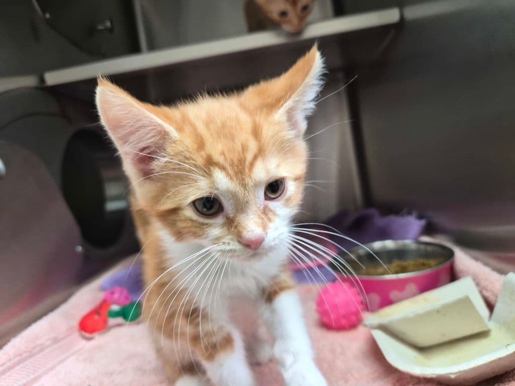 Caliente - Domestic Short Hair cat available for adoption at Edmonton Humane Society in Calgary