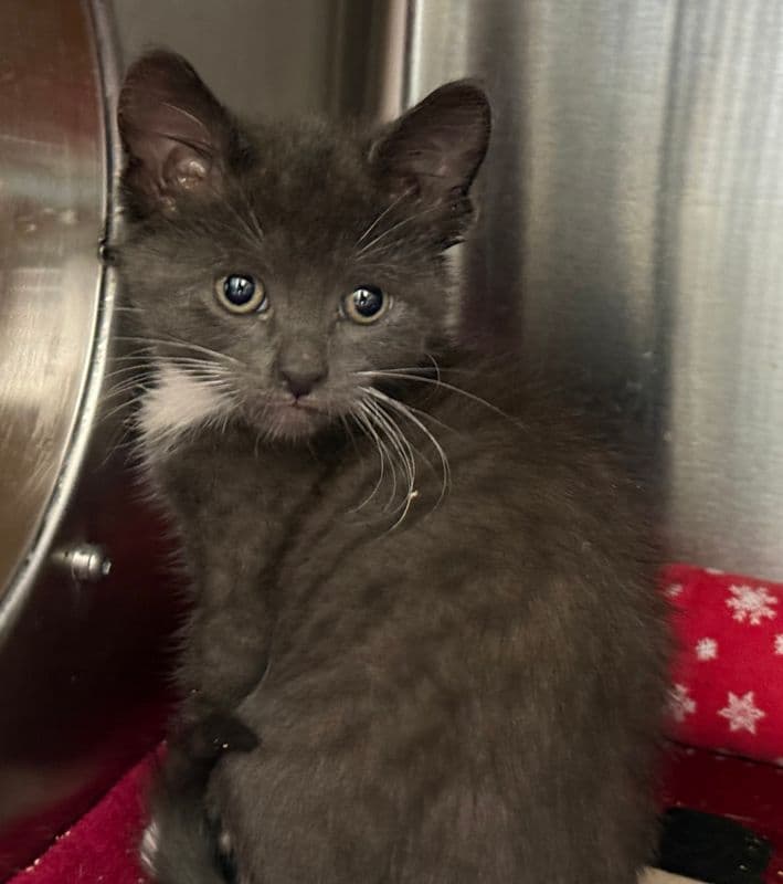 Gonger - Domestic Short Hair cat available for adoption at Edmonton Humane Society in Calgary